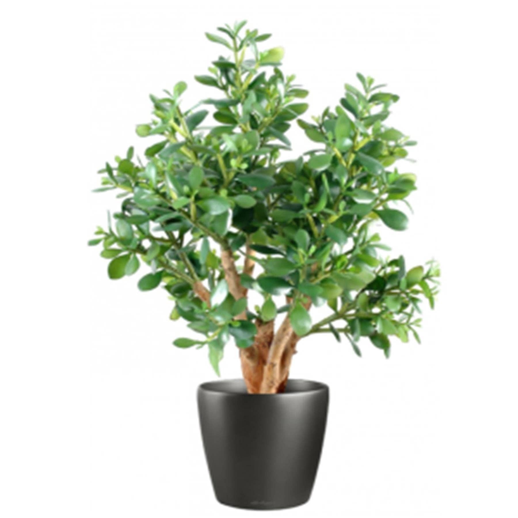 Jade Plant In Pot