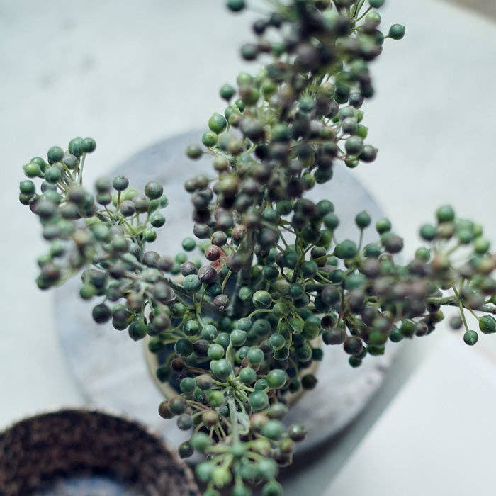 Potted Berry Bush