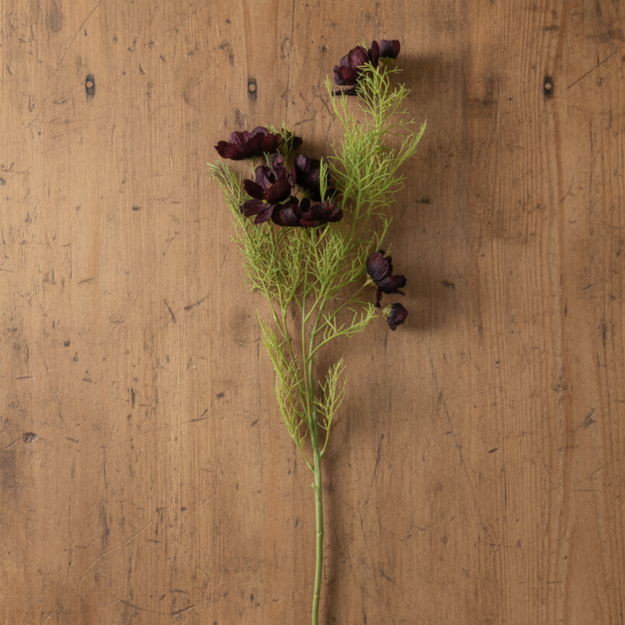 Cosmos | Burgundy