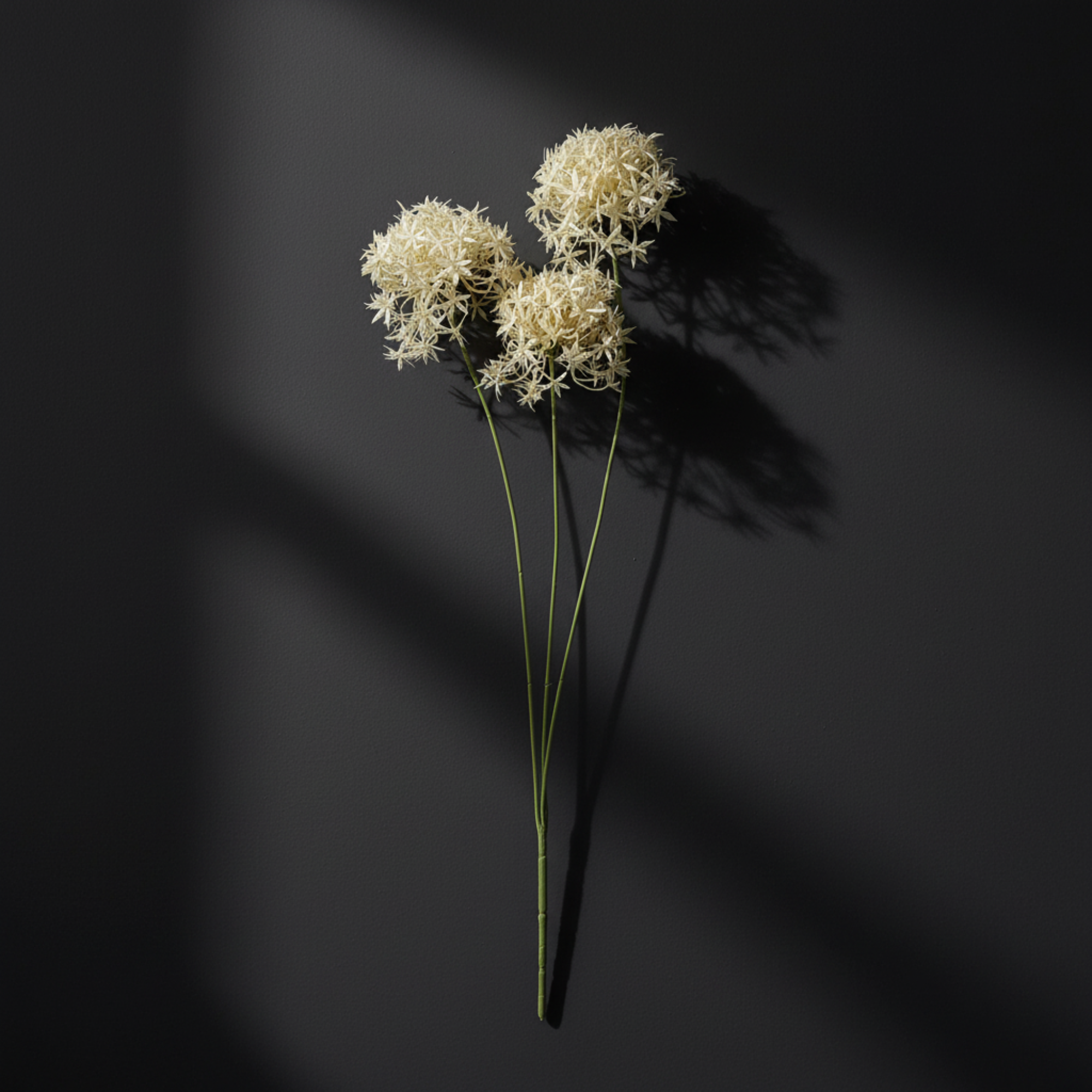 Allium Cream Bunch