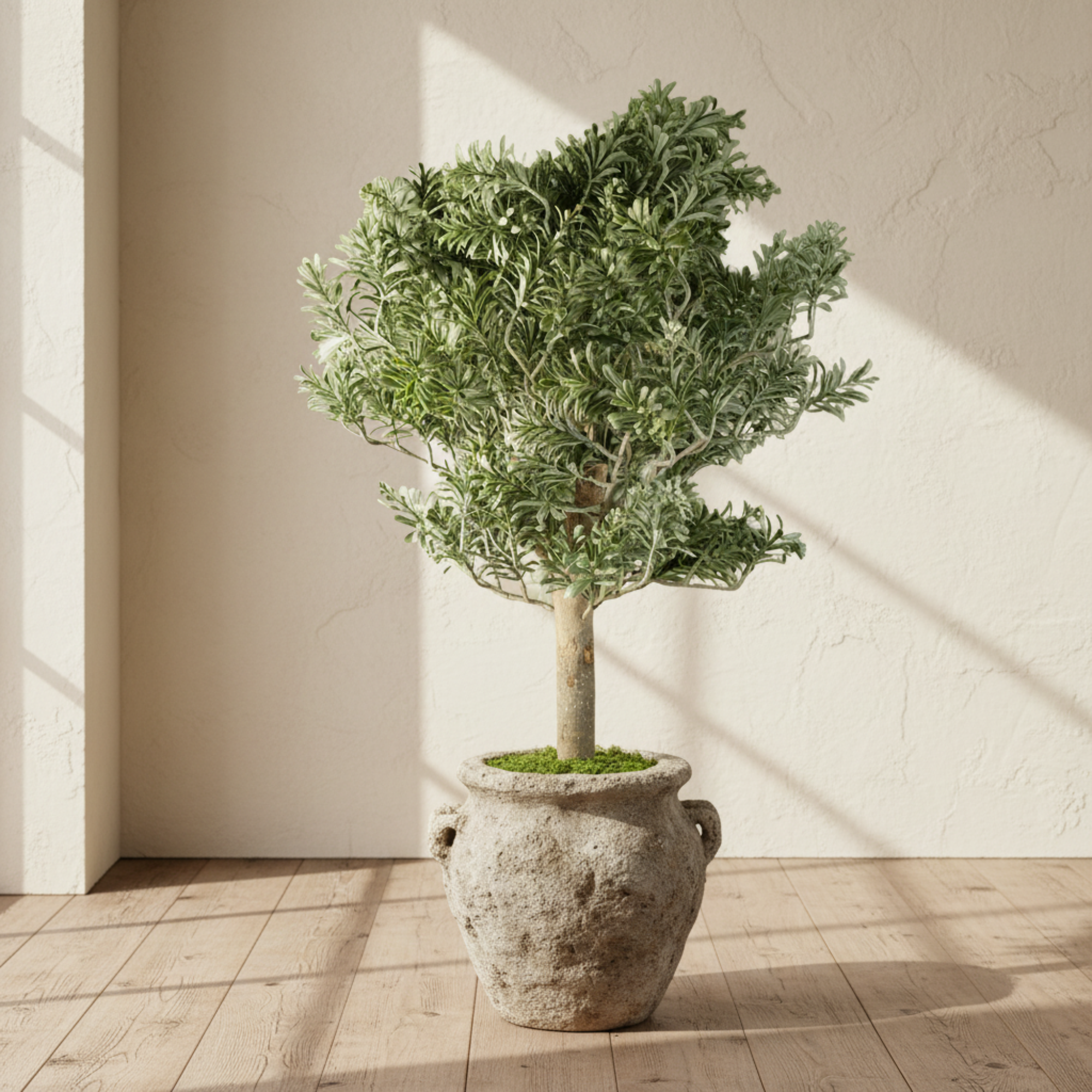 Artemisa Shrub