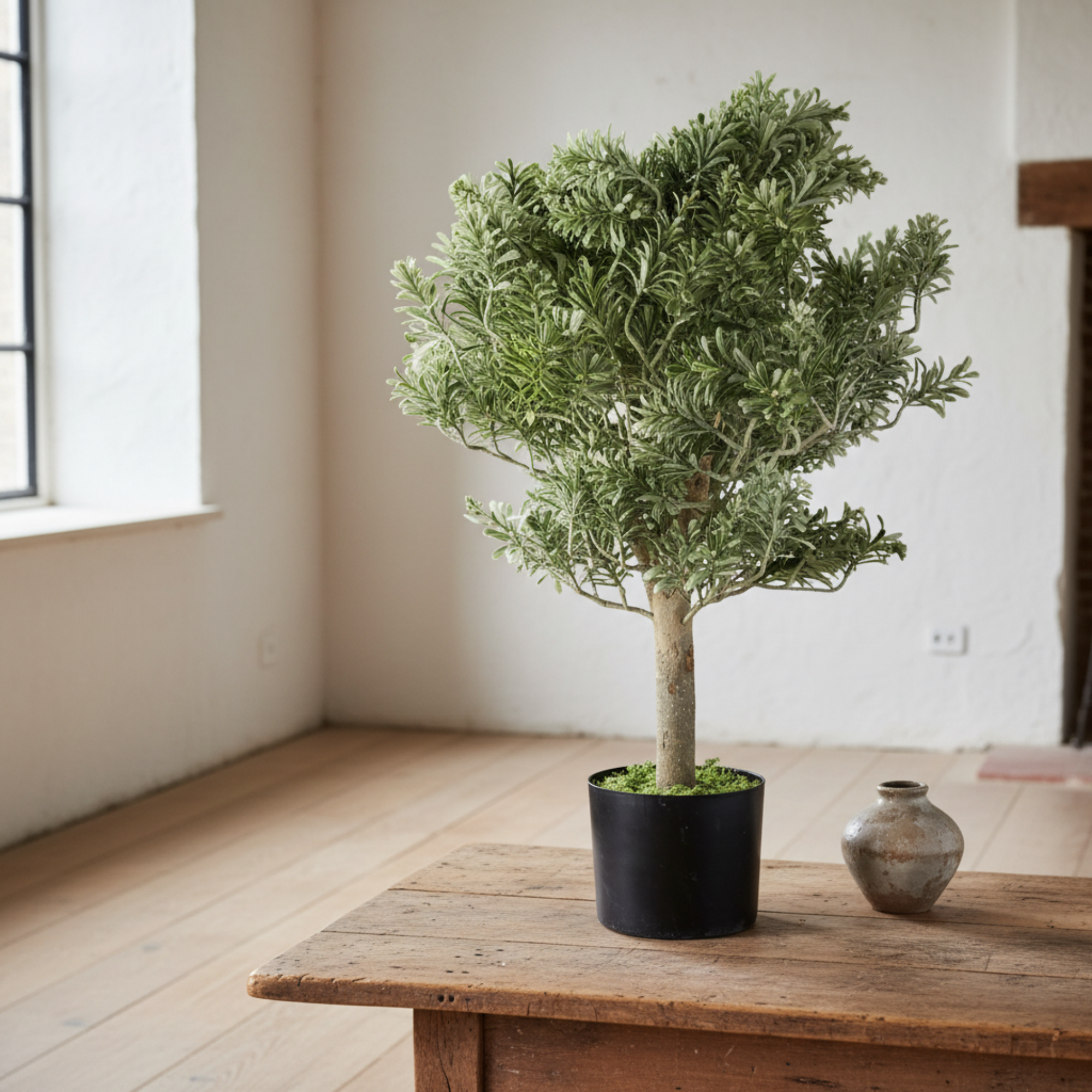 Artemisa Shrub