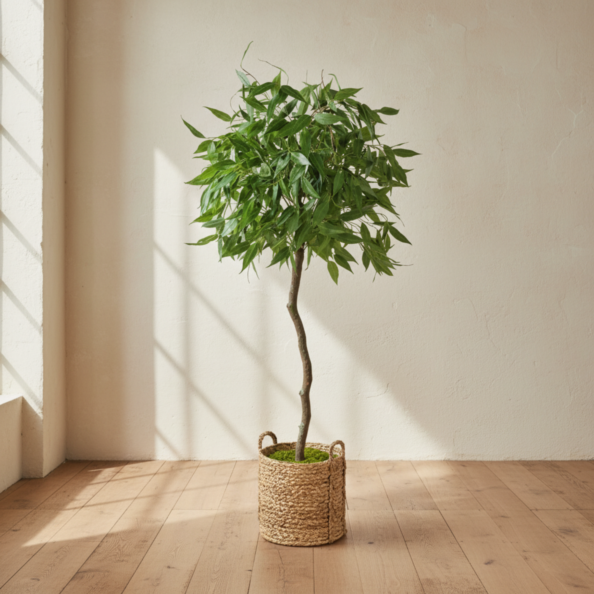 Weeping Eucalyptus Tree In Basket
