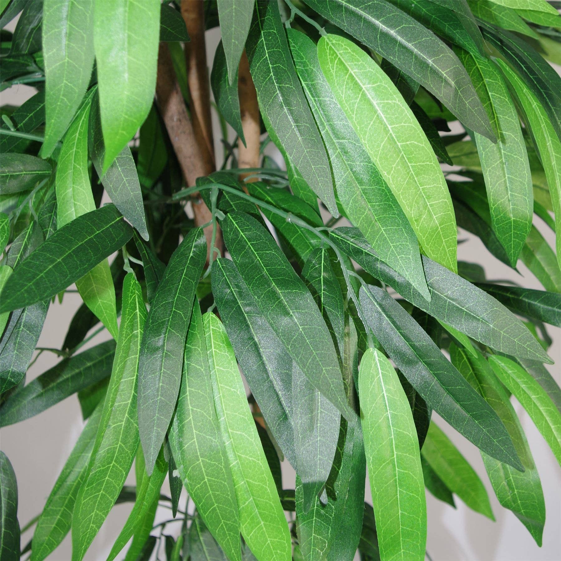 Mango Plant Tree