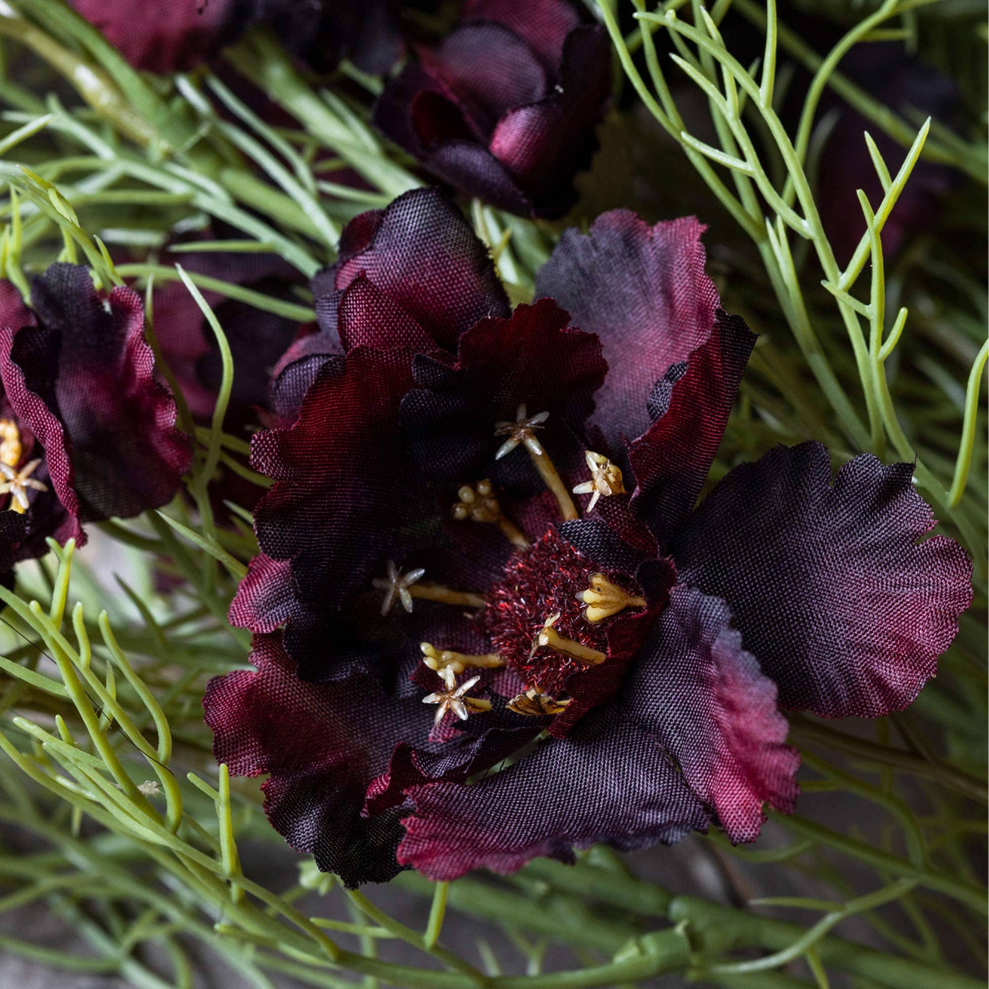 Cosmos | Burgundy