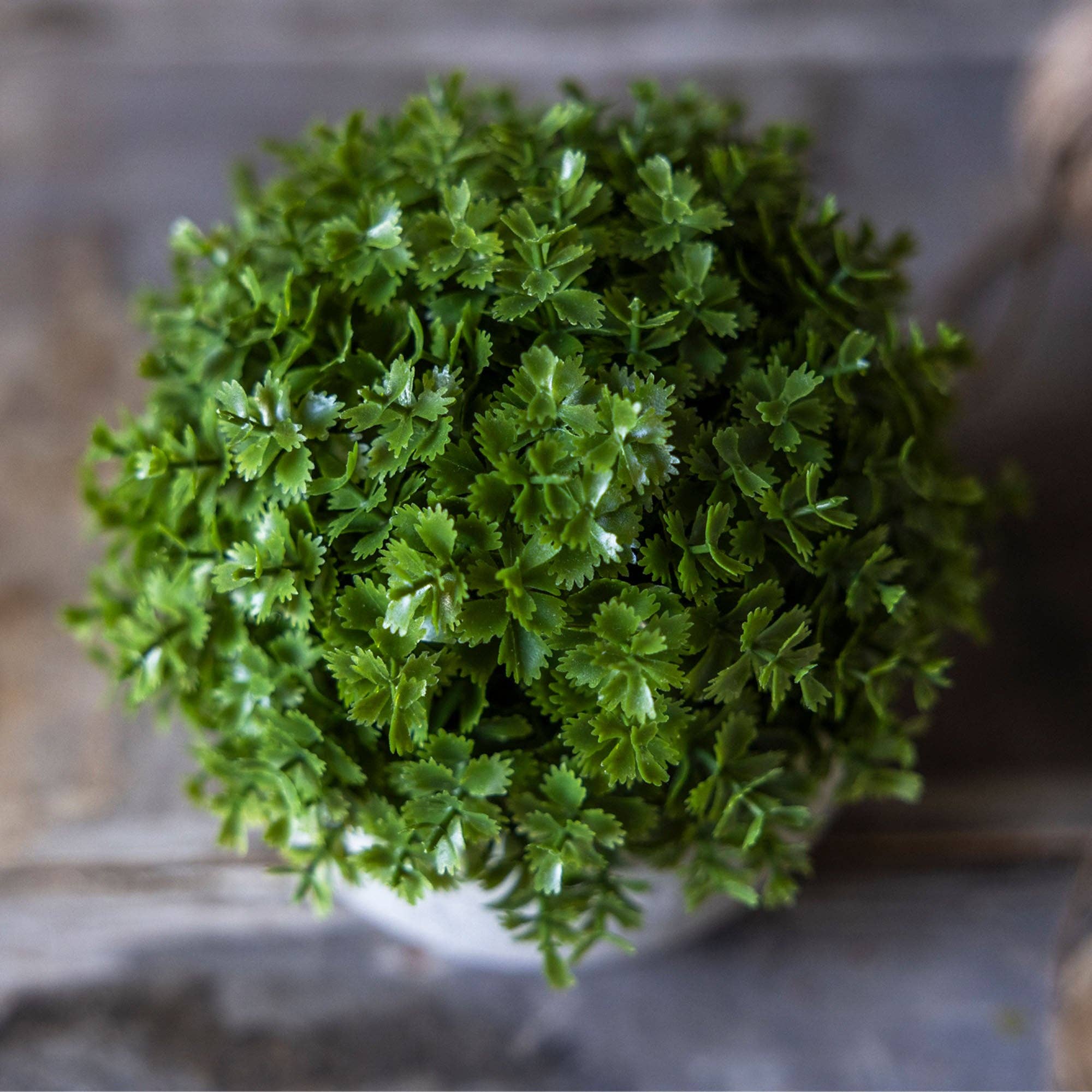 Hebe Plant in Pot