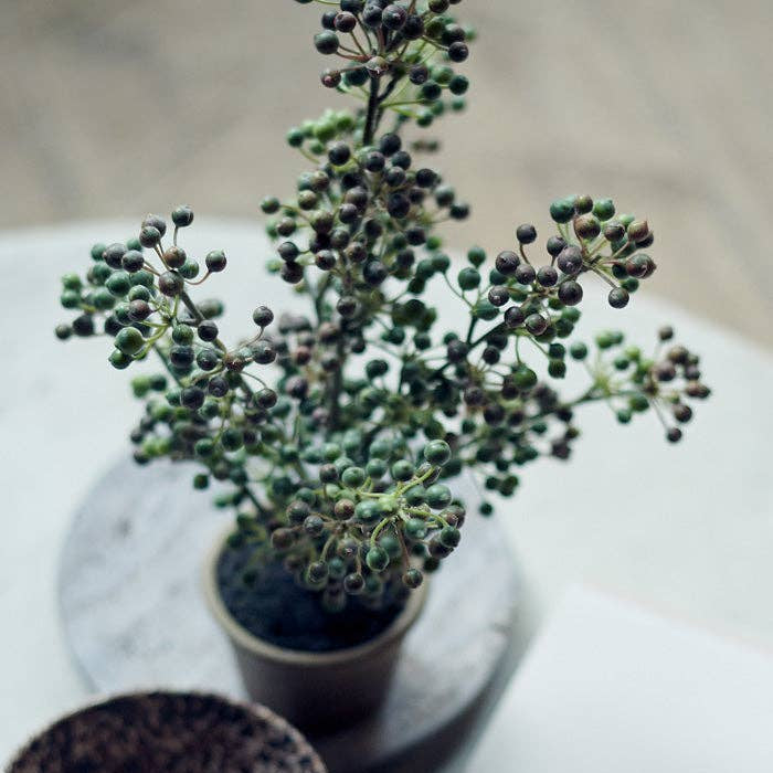 Potted Berry Bush