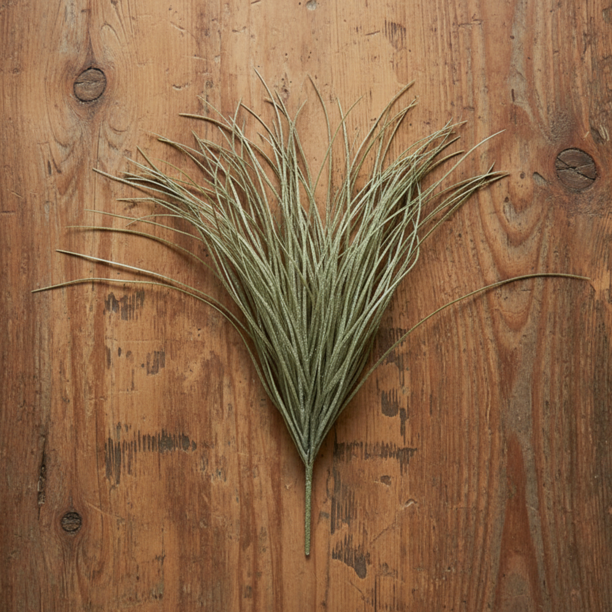Savannah Grass Stem