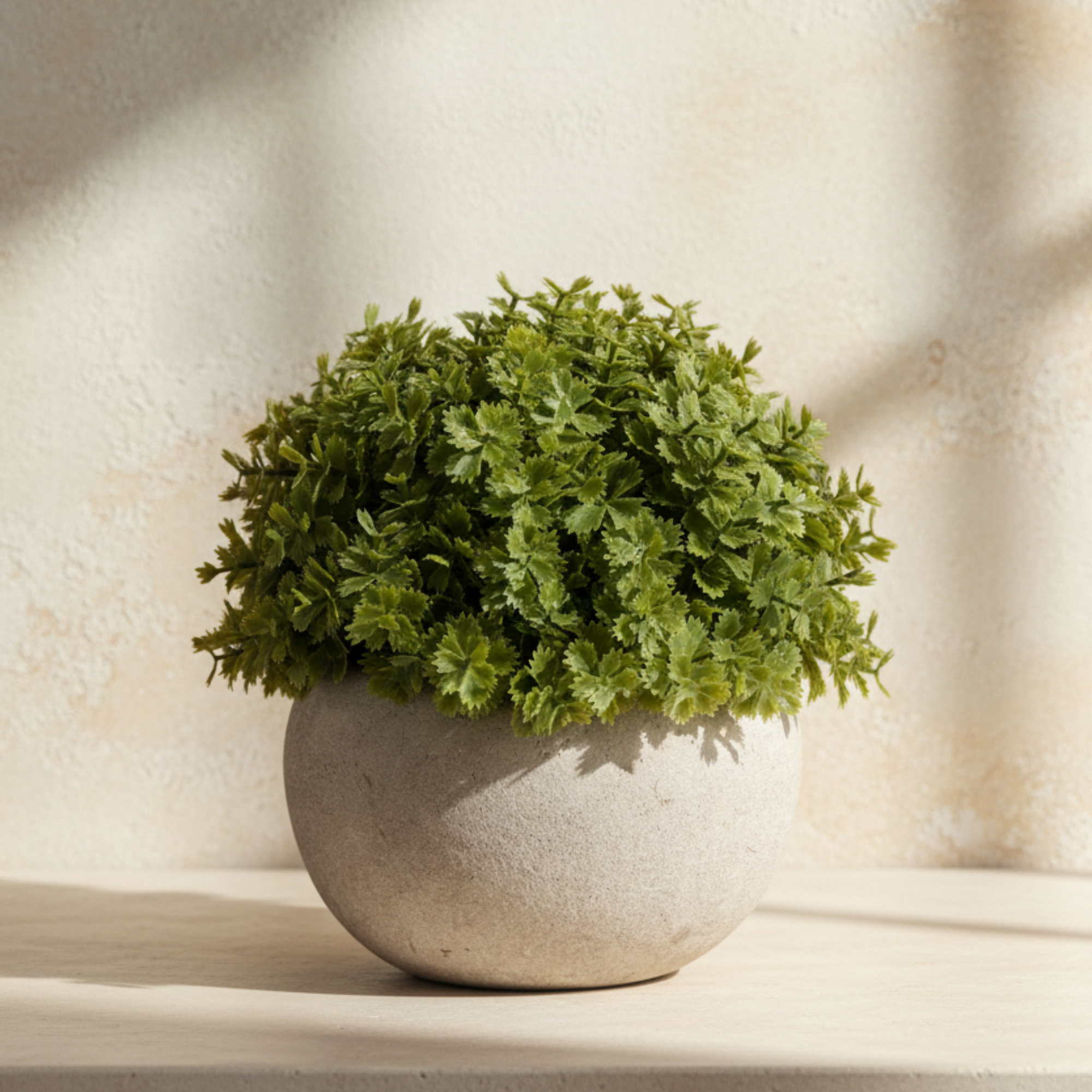 Hebe Plant in Pot