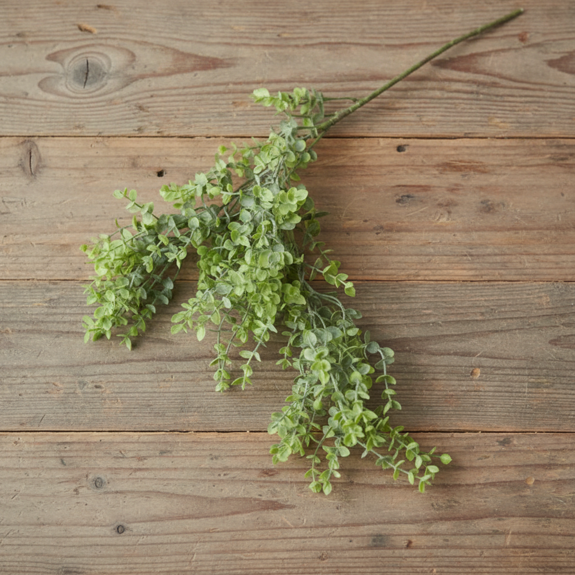 Boxwood Stem