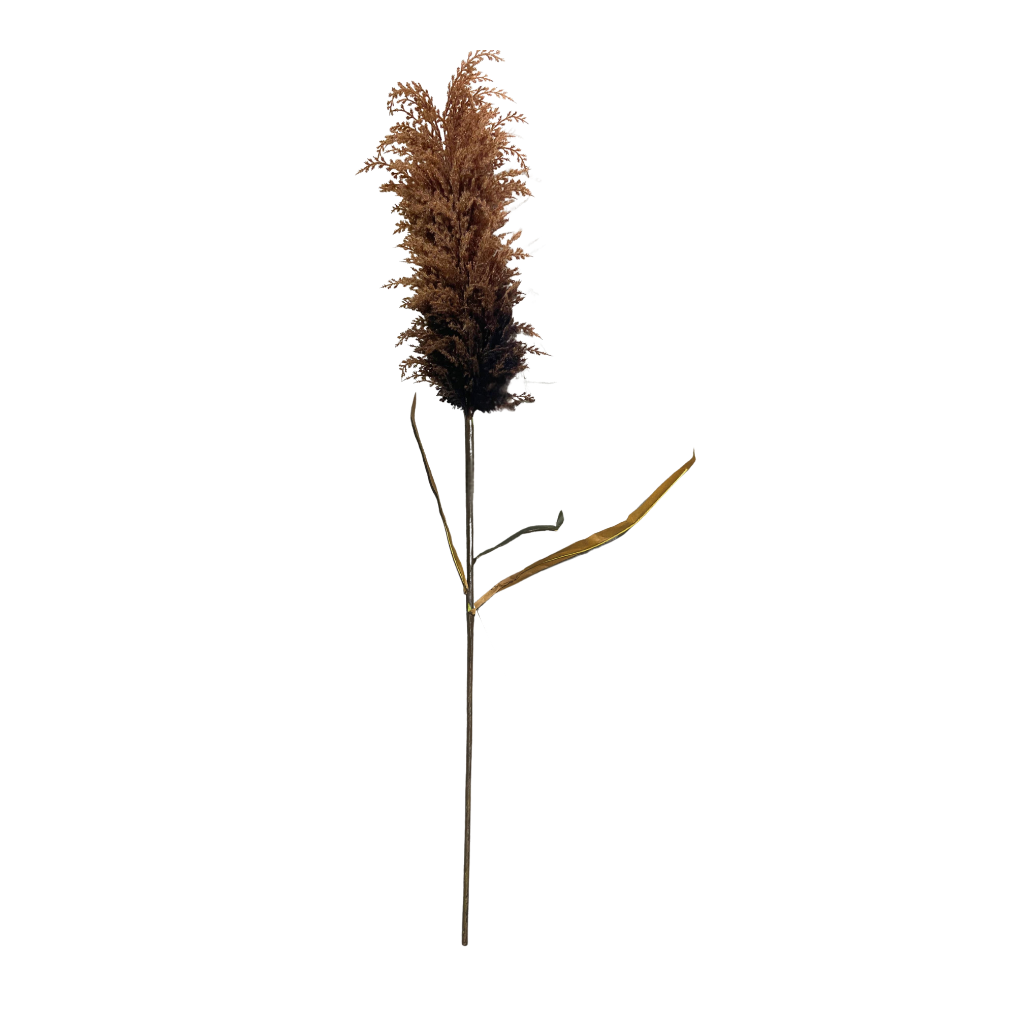 Pampas Stem | Brown