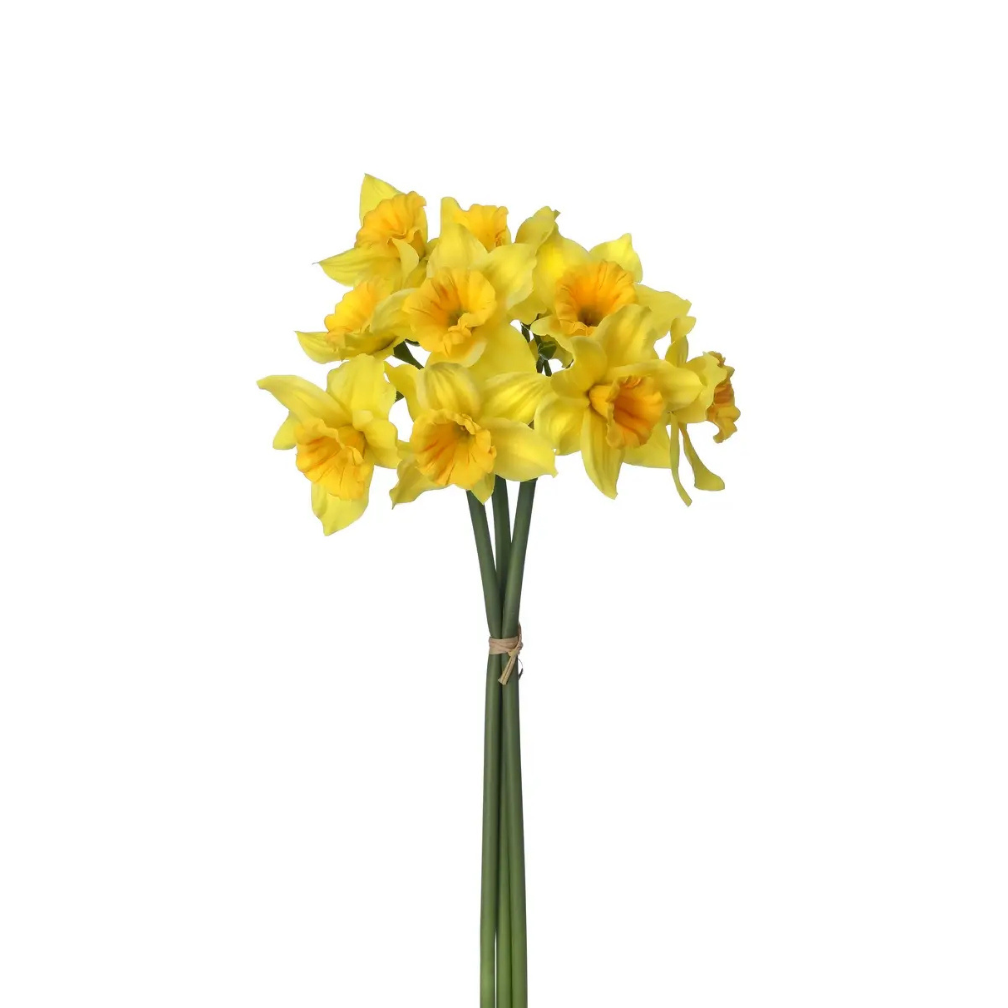 Daffodil Bundle