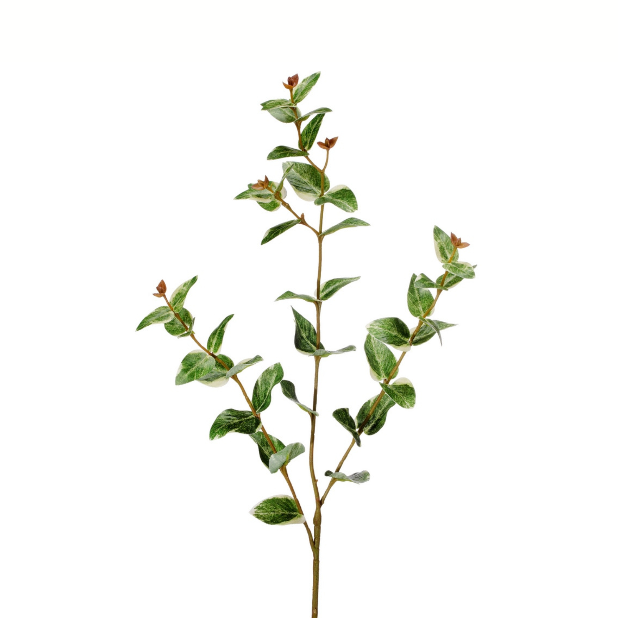 Ruscus Variegated | Green