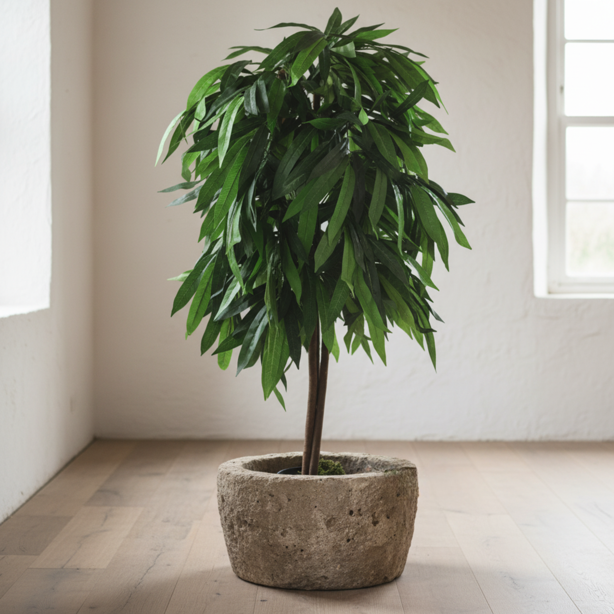 Mango Plant Tree