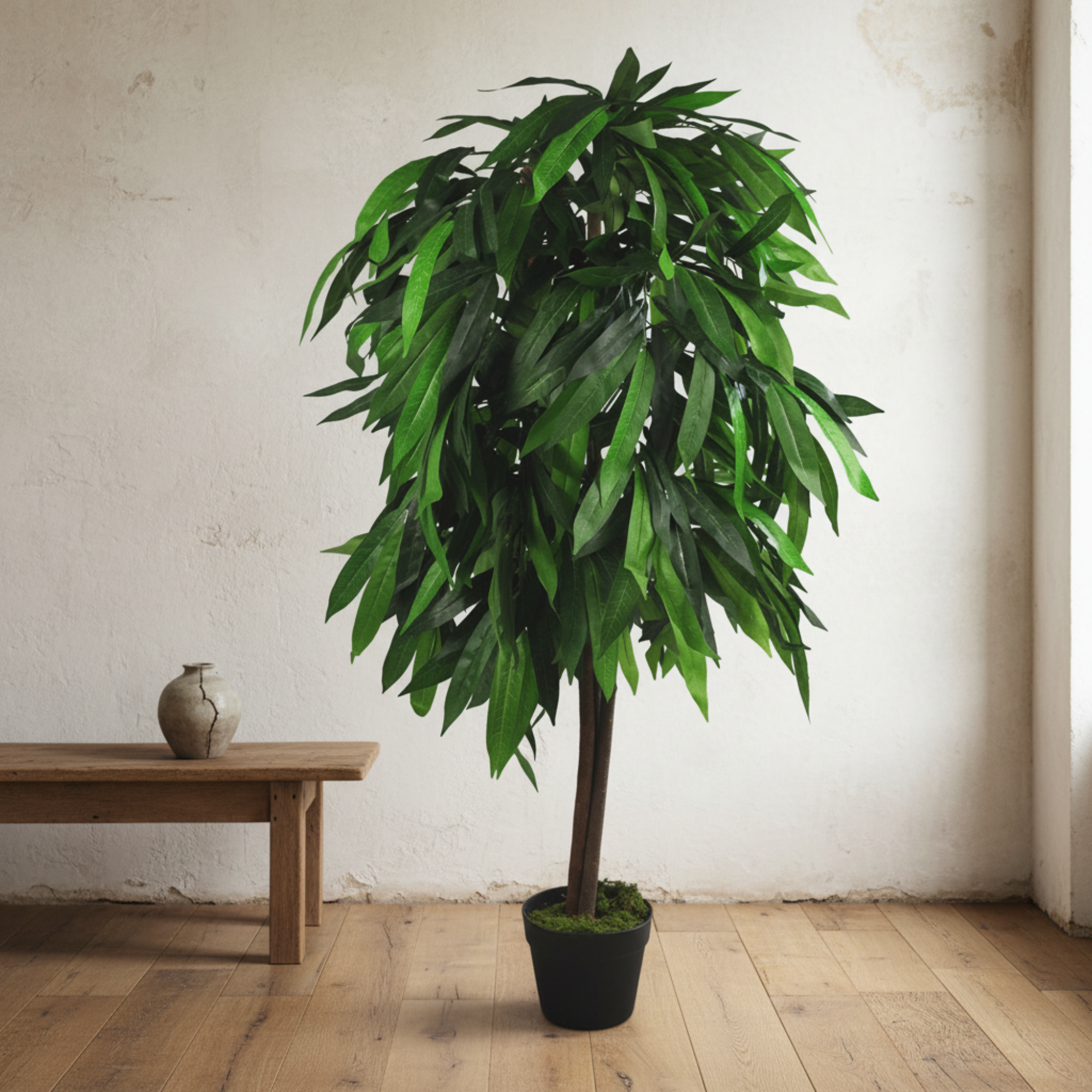Mango Plant Tree