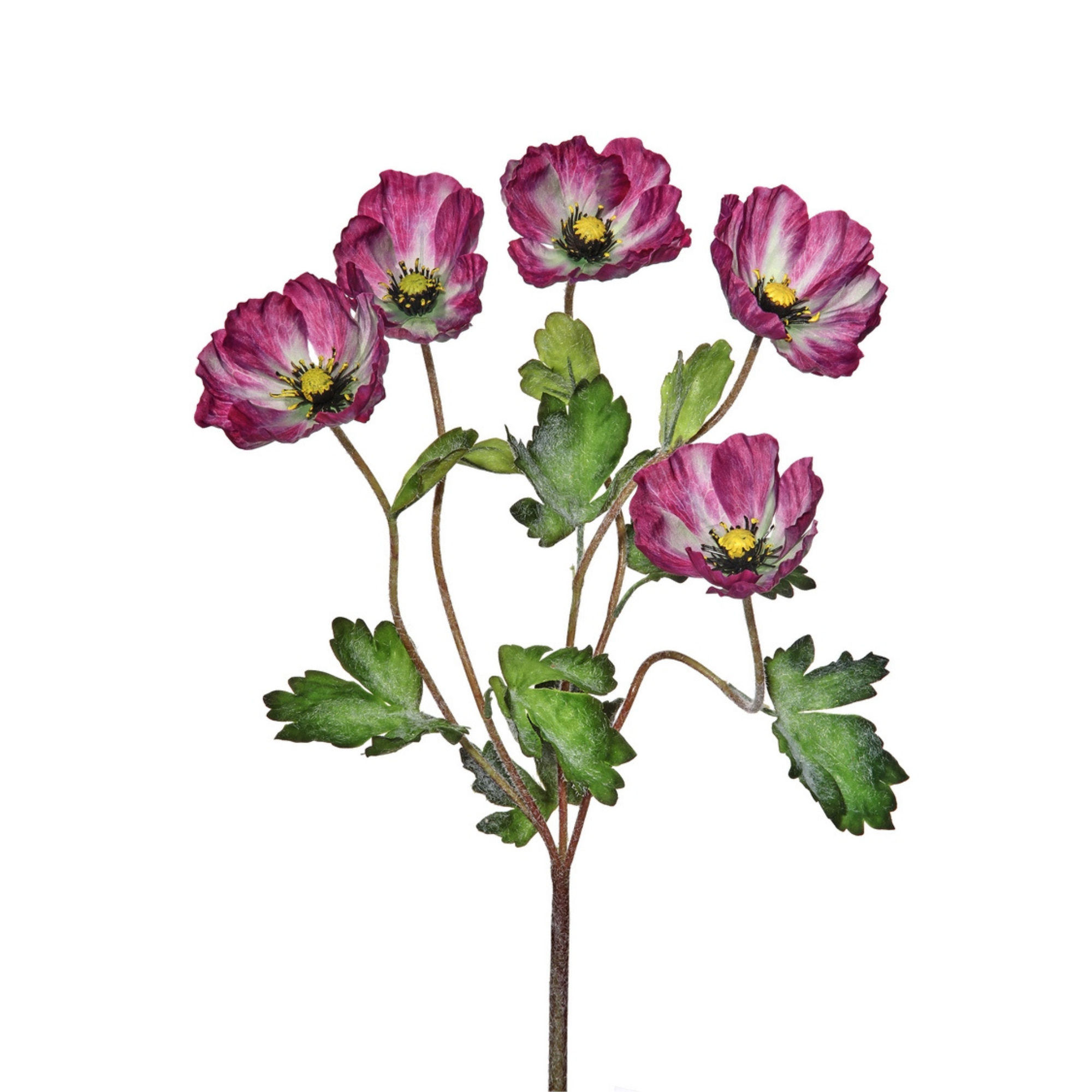 Poppy Bush | Purple